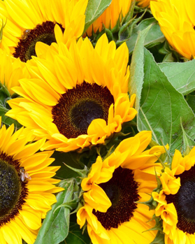 bunch of sunflowers web